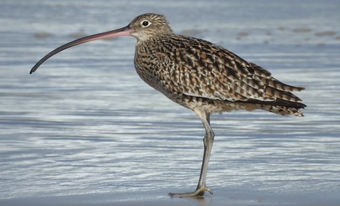 Curlew is at risk of losing
