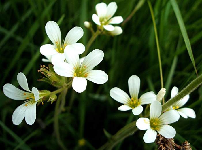 Meadow saxifrage / Saxifraga granulata - This perennial herb which produces fragrant white flowers between April and June was officially declared extinct in 2016 and was last seen in Co. Wicklow in 1985 and Co. Dublin in 1986. Pollinated by many insects, including including dagger flies, hoverflies and solitary bees, its extinction is said to have been caused by improvements in grasslands which saw a fall in moist but well-drained, often lightly grazed grasslands. It can still be found in Britain in unimproved pastures and hay meadows, and on grassy banks and less rarely on shaded river banks and in damp woodland.  This species has also been lost in many parts of southern England.