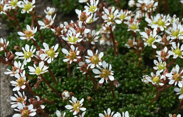 Alpine Saxifrage / Saxifraga nivalis - The Alpine Saxifrage is a perennial arctic-alpine species that is exceptionally rare in Ireland. Apart from Snowdonia in Wales the Saxifraga nivalis plant is mostly found in the Scottish Highlands where it is found on rocks in water or open vegetation in shaded sites, often on mountain ledges and crags. As it is not very tolerant of competition it can usually be found in damp crevasses. Whilst Saxifraga nivalis is not in decline in Scotland, there is only one record of the species in Ireland, on limestone cliffs in County Sligo. It is possible there was a wider distribution in the past, but with just one area remaining the risk of extinction from any random event remains high.